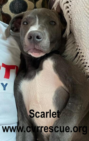 Scarlet